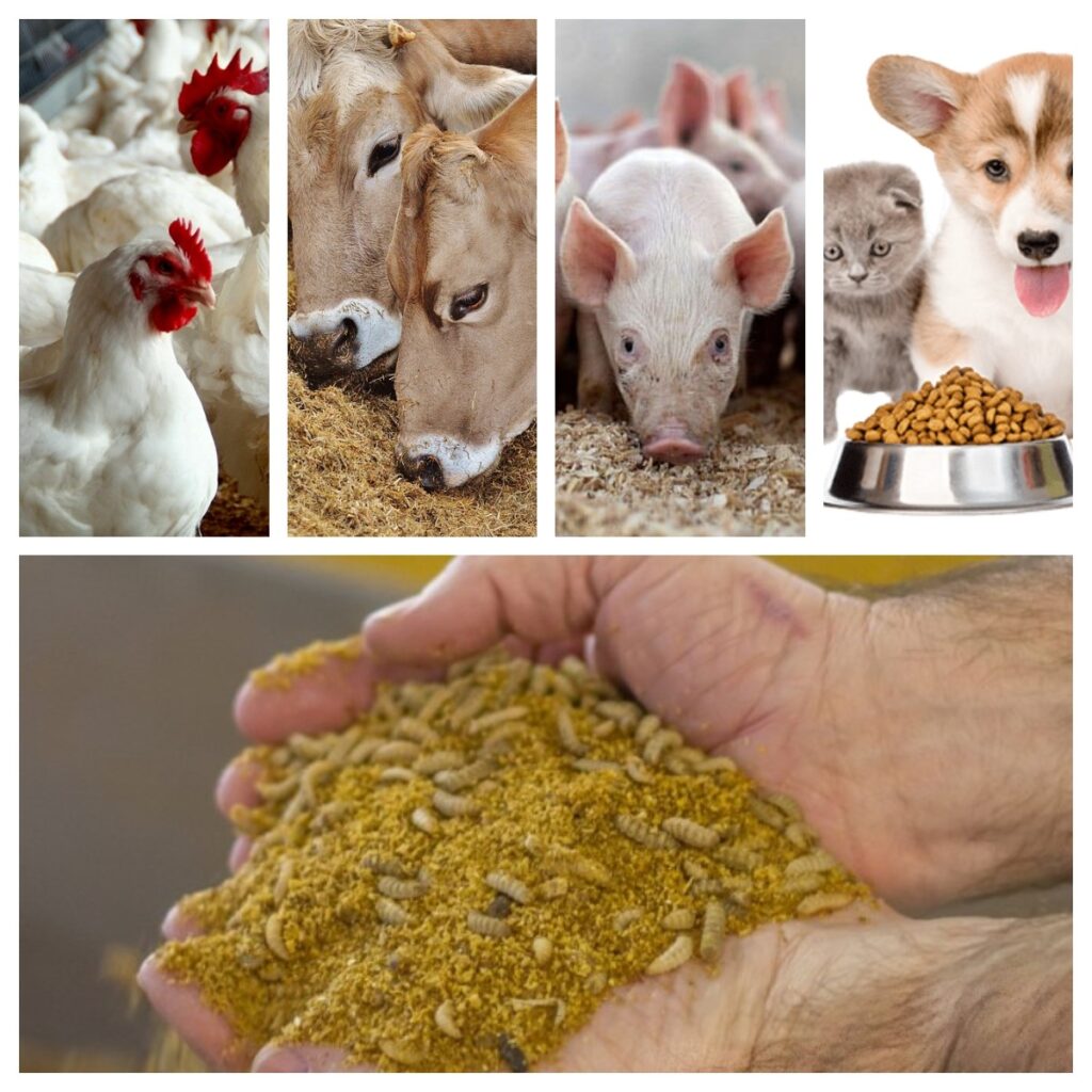 Ingredientes na Nutrição Animal: Inflação baixa e juros em queda